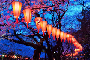 Evening Hanami (Cherry Blossom) Experience with a Local 3