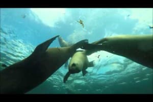 Sea Lions Dive + Ship Wreck 4