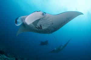 2 Dives around Nusa Lembongan and Nusa Penida 3