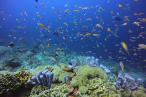PADI Open Water Diver Sanur+Padangbai or Tulamben 3