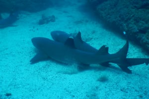 PADI Discover Scuba Diving 3