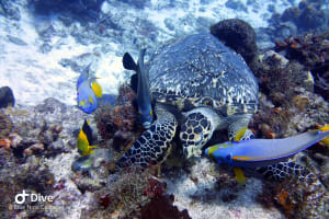 PADI Open Water Diver with eLearning 4