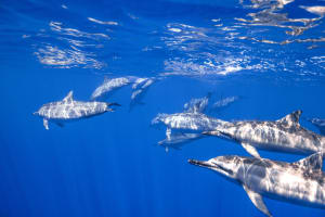 1 Dive Package 3