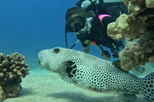 5 days Dive Package 3
