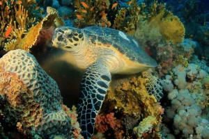 Dahab 3