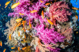 5 Dives by boat or by Shore 4