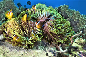 Three hours speed boat snorkel trip 4