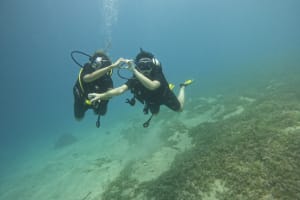 Half-Day Dive Trip with 1 dive and snorkeling 3