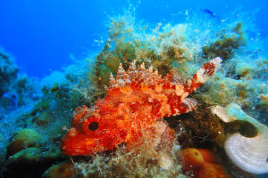 Boat Snorkelling Trip 4