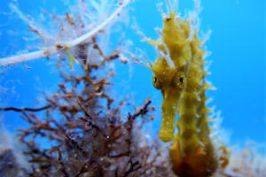 Beach Snorkelling Trip 4