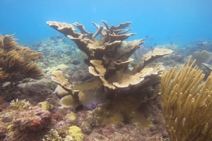 Half-Day Snorkelling Tour in Tres Palmas Reserve 4