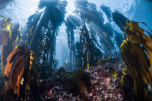 PADI Discover Scuba Diving 4