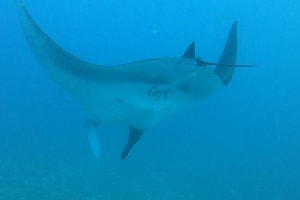 Ten Dives - Five Days 3