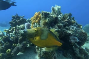 Discover Scuba Diving from Tikila Beach 4