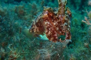 8 Dive Package 3