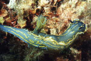 8 Dive Package 4
