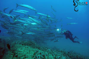 Half-Day Dive Trip 3