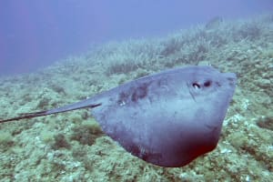 Half-day diving trip in Cabo de Gata National Park 3