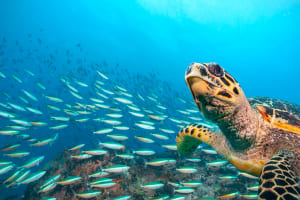 Raya Yai 2 dives - Dive trip 3