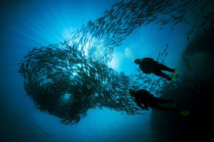 Shark Point, King Cruiser Wreck, Koh Doc Mai 3 dives - Dive Trip 3