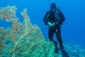 Half-Day Dive Trip 4