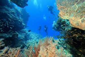 10 Day Dive Package 4