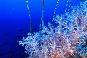 8 Day Dive Package 3