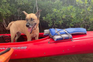 Key West Mangrove Kayak Eco Tour  3