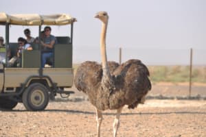 Private Tour Desert Castles Eastern Jordan with Azraq Wetland from Dead Sea 3