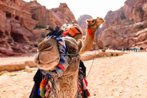 Private 2 -Days Tour to Petra - UNESCO World Heritage Site with Petra by Night  4