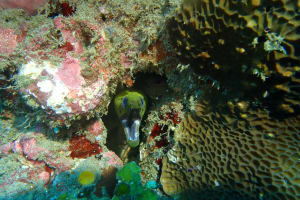 Full-Day Dive Trip in AMED 3