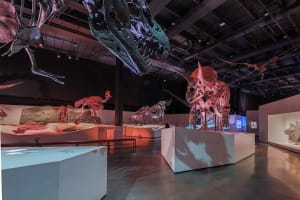 Houston Museum of Natural Science and Cockrell Butterfly Center 3