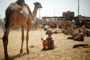 Private Camel market day tour in Cairo 3