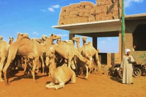 Private Day Tour to Camel Market of Birqash In Cairo 3
