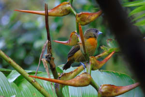 Bird Watching Tour 4