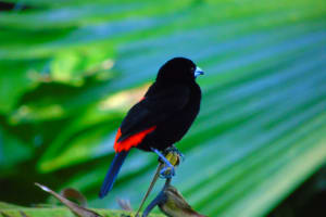Bird Watching Tour 3