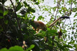 Corcovado Day trip -Sirena station 4