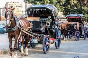 Cairo Free Walking Tours & Horse Carriage ride By Night  4