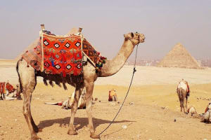 Camel Ride Trip  Around  Giza Pyramids During Sunrise Or Sunset 3