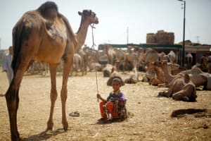 Unusual Tour To The Camel Market Of Birqash 4
