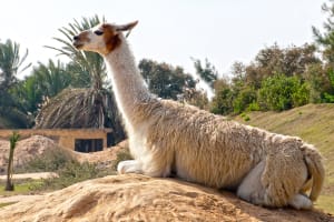 Private Tour To Africano Park Alexandria Safari From Cairo 4