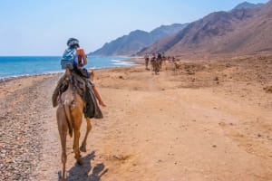 Snorkeling and Camel Ride with Lunch in Dahab from Sharm El Sheikh 4