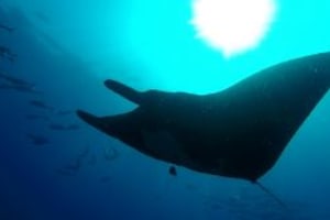 Snorkling  Tour at caño island 3