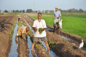 Half-Day Egypt Country Side Farm Tour with Pick Up 3