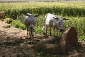 Half-Day Egypt Country Side Farm Tour with Pick Up 4