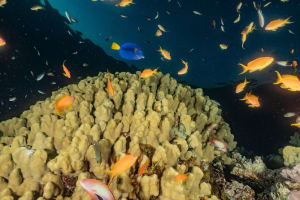 Glass Bottom Boat Cruise in Eilat 4