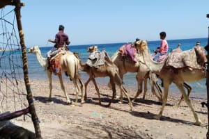 From Sharm: Dahab Day Trip with Desert Safari and Camel Ride 3