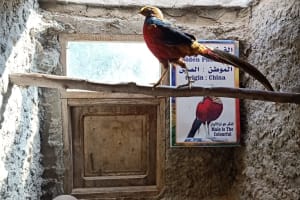 Private Safari Tour To Africano Park Alexandria From Cairo 4