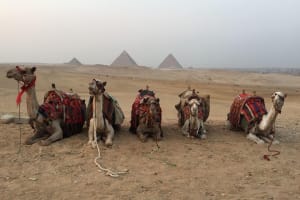 Camel Ride at Giza Pyarmids During Sunset 3