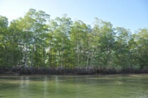 Mangrove -terraba -Sierpe River Tour 4